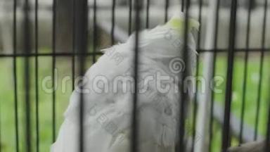 在花园的一个笼子里特写白鹦鹉